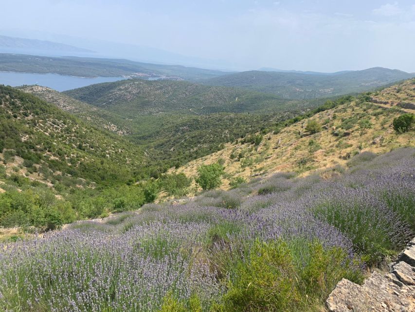 3-Hour Lavender Tour from Hvar - Key points to know before you go