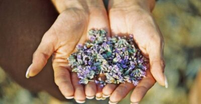 3-Hour Lavender Tour from Hvar