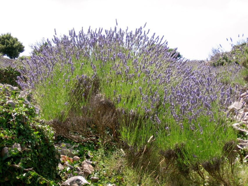 3-Hour Lavender Tour from Hvar - Price and value: is $159 fair for a half day?