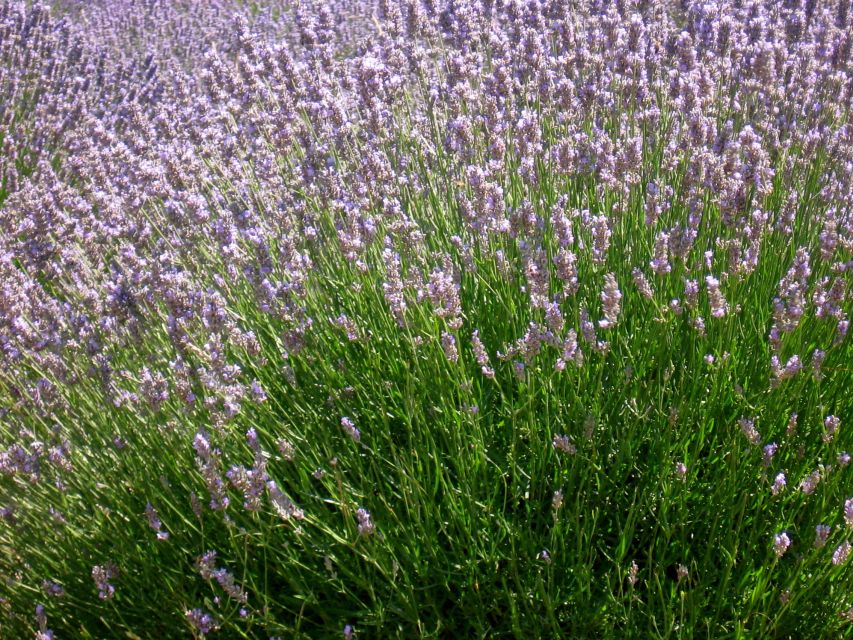 3-Hour Lavender Tour from Hvar - Who this tour is best for