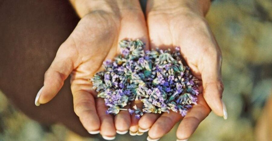 3-Hour Lavender Tour from Hvar - Getting to the high road from Hvar (and why it matters)