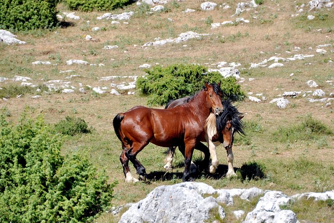 Biokovo Skywalk - Guides like Tomas and Anna-Maria: local nature talk, real enthusiasm, and small tastings