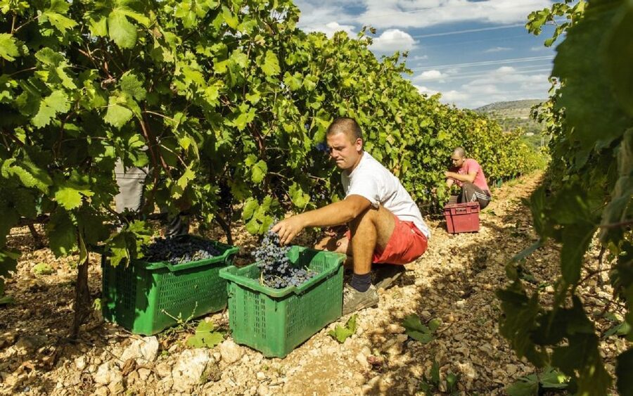 Dalmatian Delights: Food & Wine Tour from Split or Trogir - Why Šibenik and Ranch Rak work as a food and wine combo