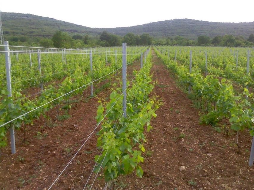 Dalmatian Delights: Food & Wine Tour from Split or Trogir - Ranch Rak Winery: tastings, cellars, and the flavor lesson