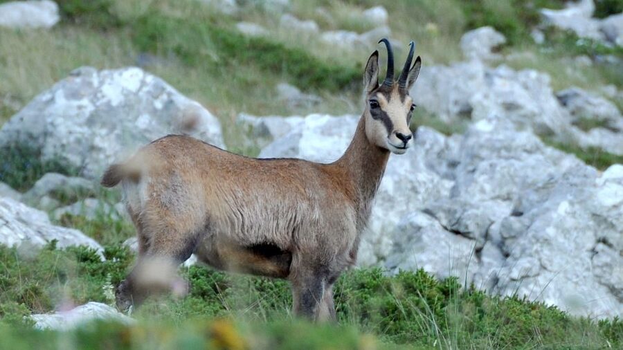 From Makarska: Biokovo Nature Park Guided Tour with Skywalk - Key things I’d put on your shortlist