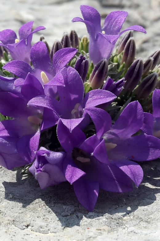 From Makarska: Biokovo Nature Park Guided Tour with Skywalk - Skywalk timing, the 800 and 1200 meter photo stops, and what to look for