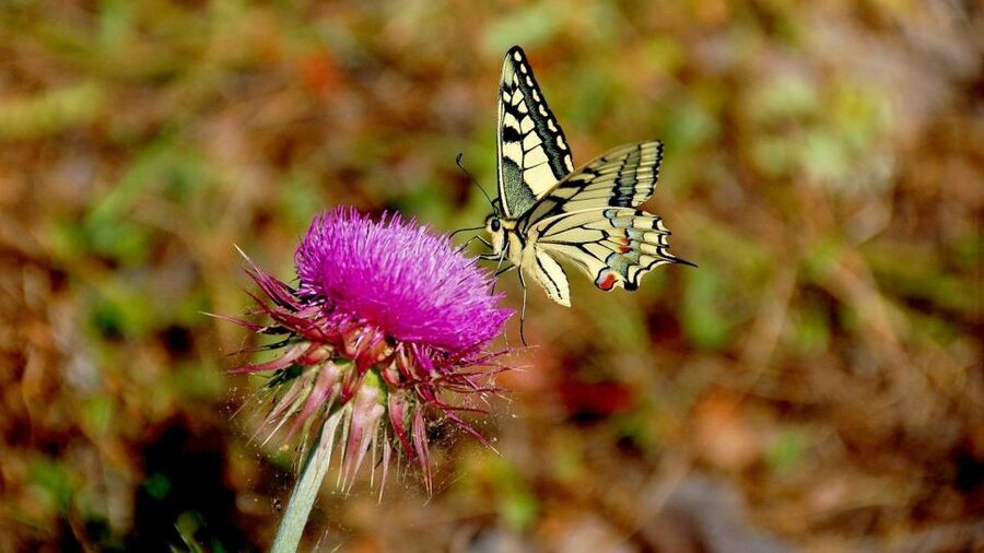 From Makarska: Biokovo Nature Park Guided Tour with Skywalk - Price and value check: what the $59 ticket really means