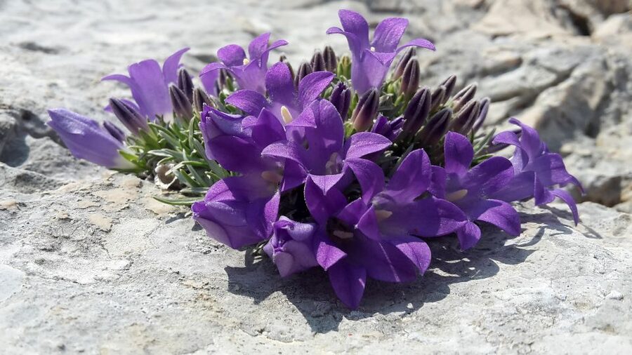 From Makarska: Biokovo Nature Park Guided Tour with Skywalk - Final call: should you book the Biokovo Skywalk guided tour from Makarska?