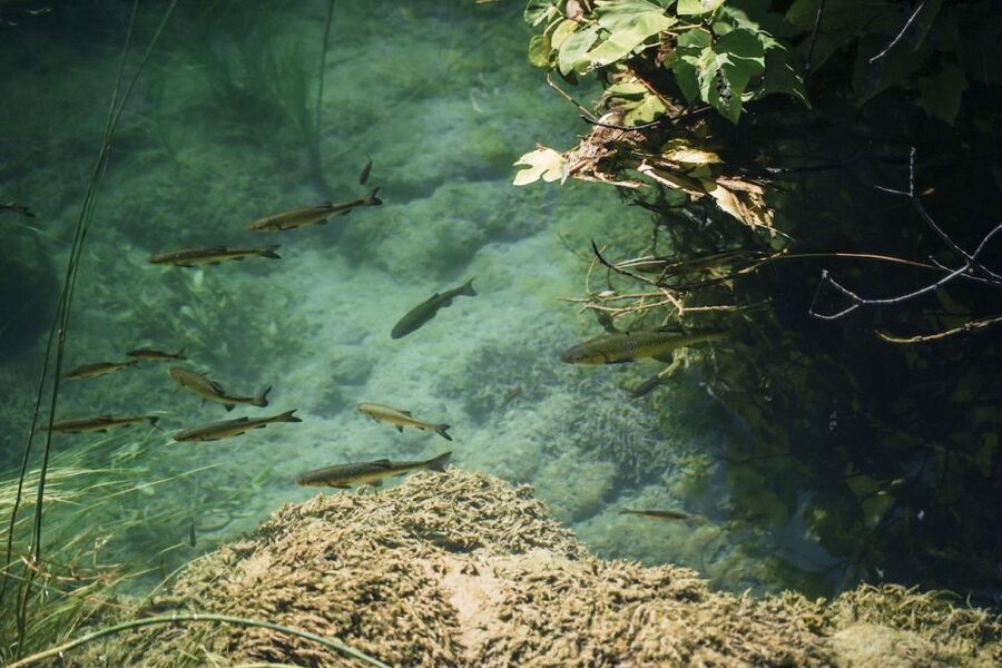 From Split: Krka Waterfalls, Food & Wine Tasting Tour - Price and value: what you really pay for