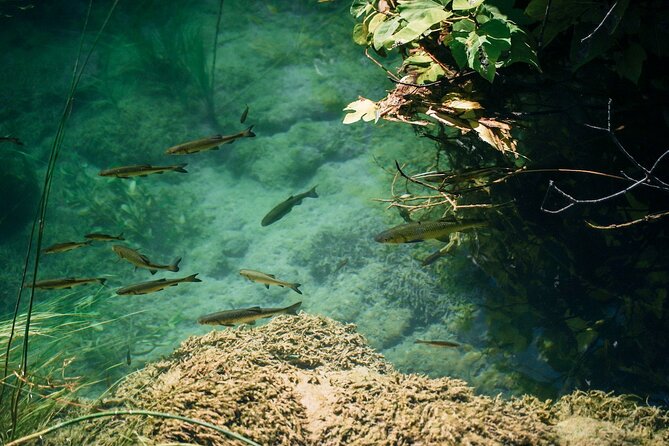 From Split: Krka Waterfalls, Food & Wine Tasting Tour - Plastovo and Sladic Winery: tastings that feel like a conversation