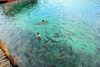 Plitvice Lakes Fully-Guided Day Tour