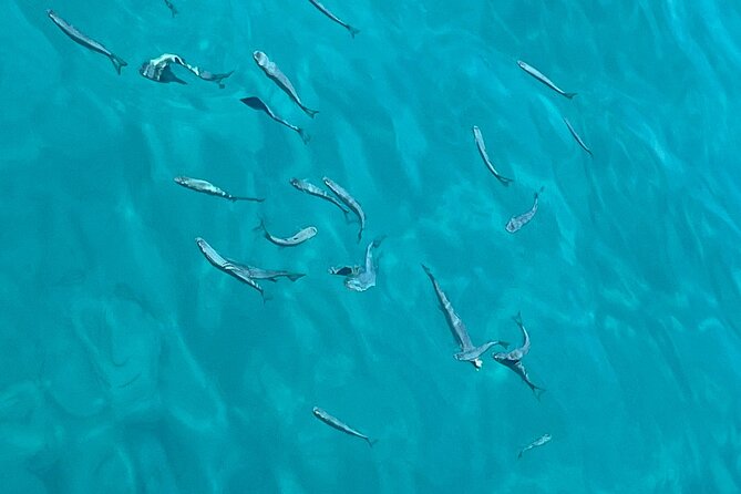 Full Day Boat Tour, Blue Lagoon and Šolta with lunch&drinks - Blue Lagoon and Krknjasi Bay: crystal water, snorkeling, and urchins