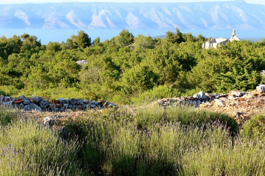 Hvar Hidden Gems Tour with Lunch or Dinner - Guides and driving: the difference between a ride and a real experience