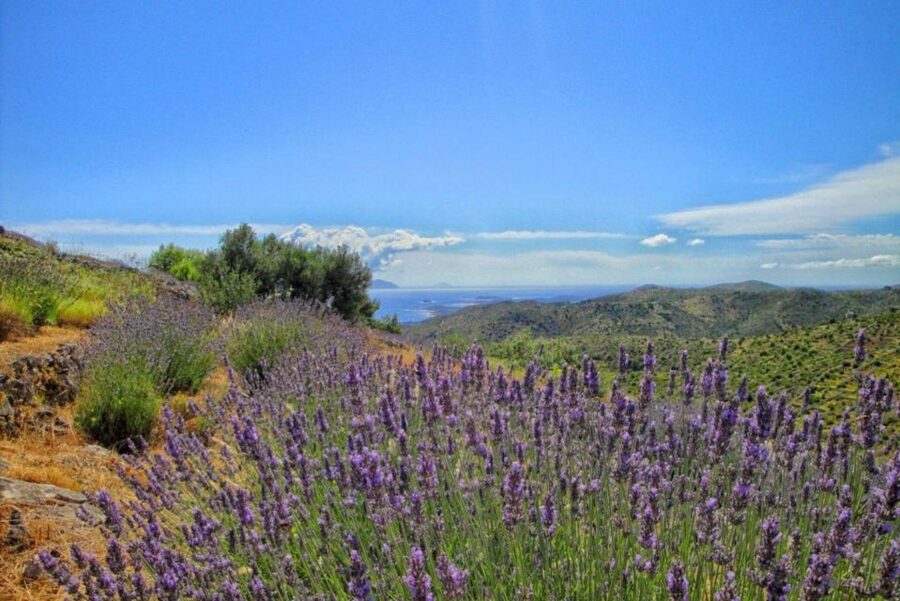 Hvar: Island tour with Wine and Olive Oil Tasting - From pickup in Hvar to the Napoleon fortress: views first, then meaning