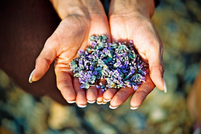 Hvar Lavender Small Group Tour - Key Highlights You Will Actually Care About