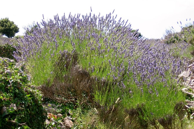 Hvar Lavender Small Group Tour - Why Hvar Lavender Works as a 2-Hour Escape