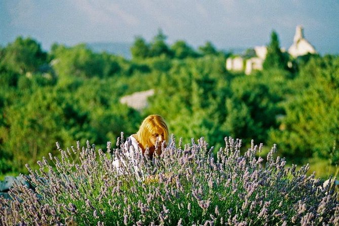 Hvar Lavender Small Group Tour - Stop 1, Brusje: Lavender Fields on the Old Road to Stari Grad