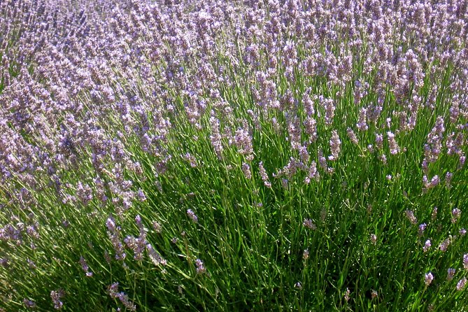 Hvar Lavender Small Group Tour - Lavender Culture on Hvar: What the Guide Actually Adds