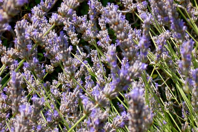 Hvar Lavender Small Group Tour - Price and Value Check: Is $143.20 Worth It?