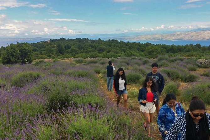 Hvar Lavender Tour - Velo Grablje in 30 Minutes: Traditional Architecture and Island Life