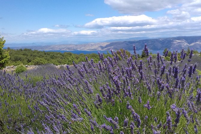 Hvar Lavender Tour - Getting There: Meeting Point, Start Time, and Pickup Reality