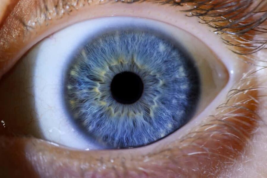 IRIS Photography (macro photo of your eye) - Languages And Service: Professional Help You Can Actually Understand
