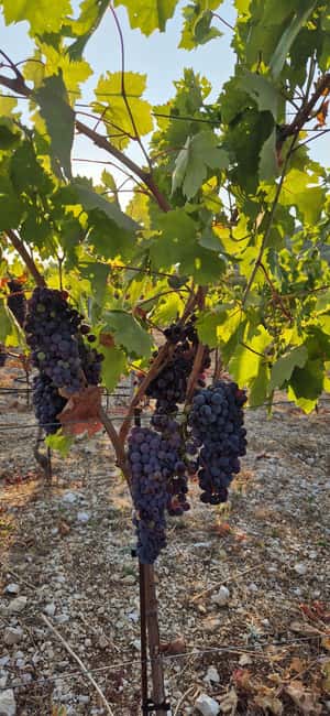 Kastela: Wine & Olive Tasting Tour w/Delicacies & Live Music - FAQ