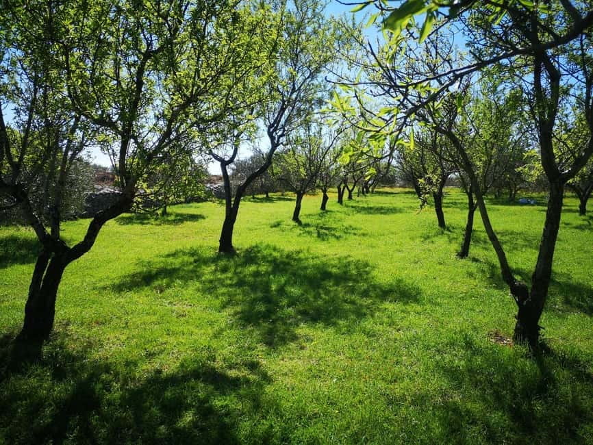 Kastela: Wine & Olive Tasting Tour w/Delicacies & Live Music - The 3.5 Hour Plan: How the Walk, Cellar, and Meal Fit Together