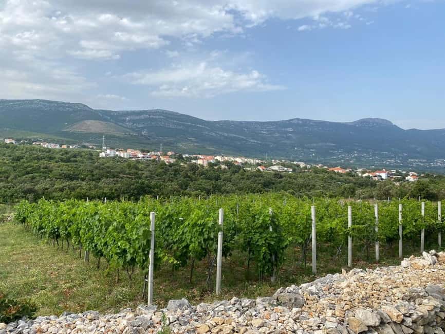 Kastela: Wine & Olive Tasting Tour w/Delicacies & Live Music - Dalmatian Delicacies and Olive Oil Tastings Under a Pergola