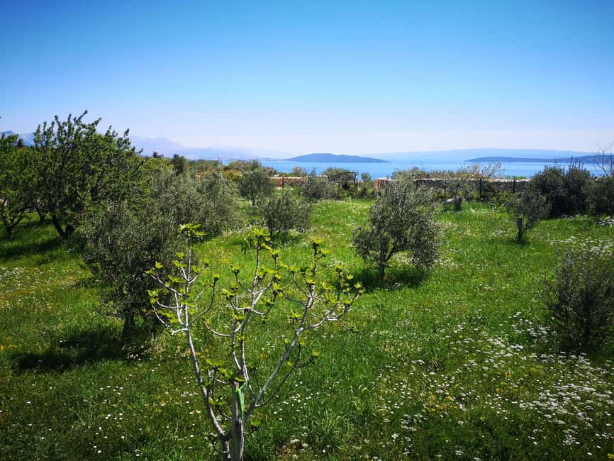 Kastela: Wine & Olive Tasting Tour w/Delicacies & Live Music - Winery Lesson in Real Time: Tasting Schnapps and Bottling Your Own Wine