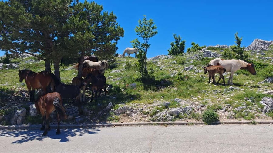 Makarska: Buggy Skywalk and Biokovo Tour - Skywalk Biokovo: Heights, Timing, and How to Get Good Photos