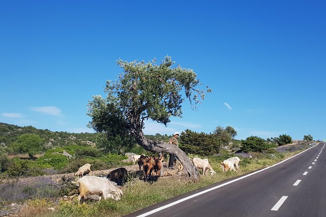 Private Hvar Island Tour and Olive Oil Tasting - Price and timing: where $192.66 per person feels fair