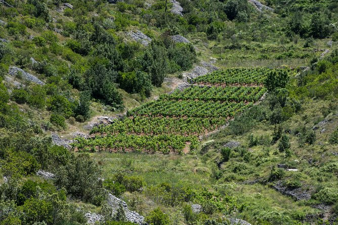 Private Hvar Wine Tasting Tour - Jelsa and Duboković: the wine tasting that feels like a visit, not a showroom