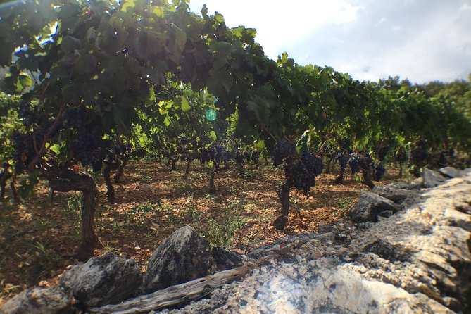 Private Hvar Wine Tasting Tour - Olive oil tastings with basil and sage, plus pairings that make sense
