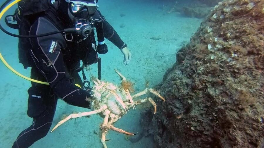 Split-Makarska-Brela Try SCUBA Dive - Who this is best for, and who might want a different option