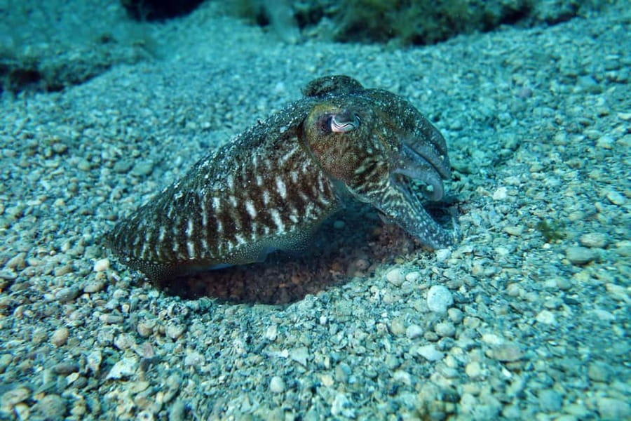 Split-Makarska-Brela Try SCUBA Dive - The Home Reef location, right off the beach, and why that matters