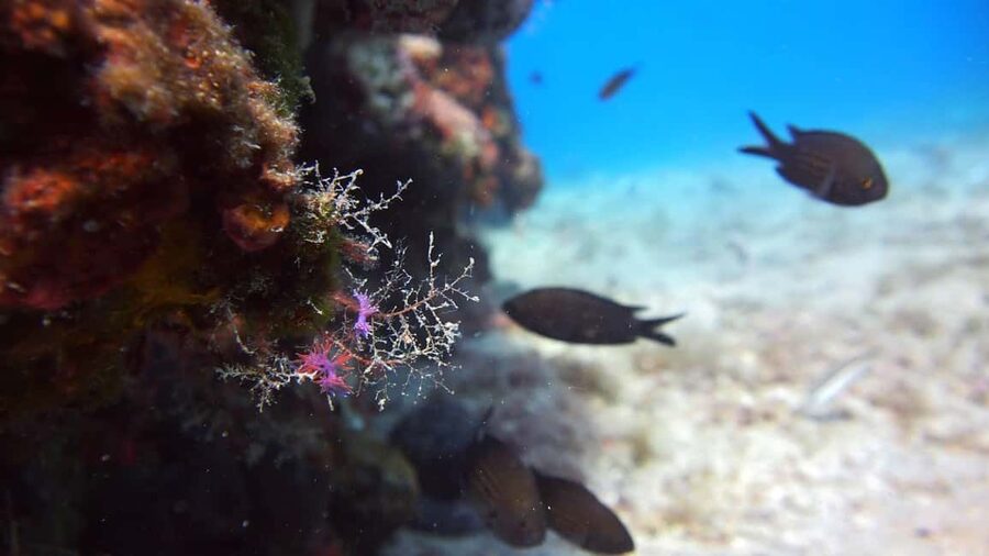 Split-Makarska-Brela Try SCUBA Dive - Price and value in plain terms: what you pay for, what you avoid