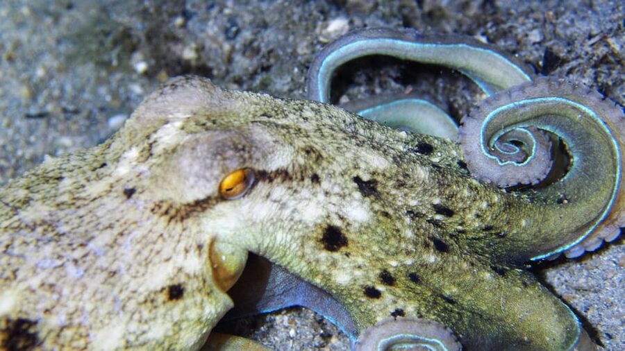 Split-Makarska-Brela Try SCUBA Dive - Photos, video, and getting your memories back in time