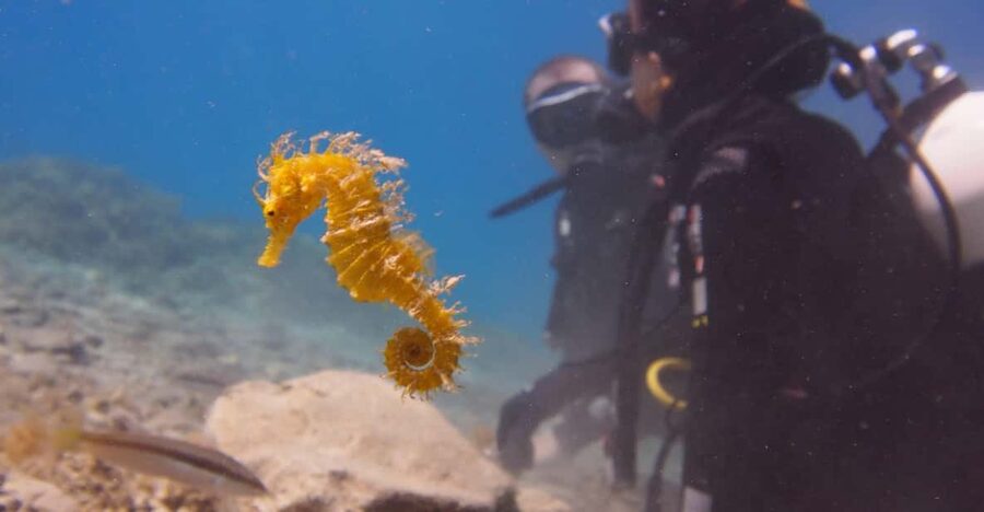 Split-Makarska-Brela Try SCUBA Dive - Meeting at the beach, getting your timeline, and starting on your terms