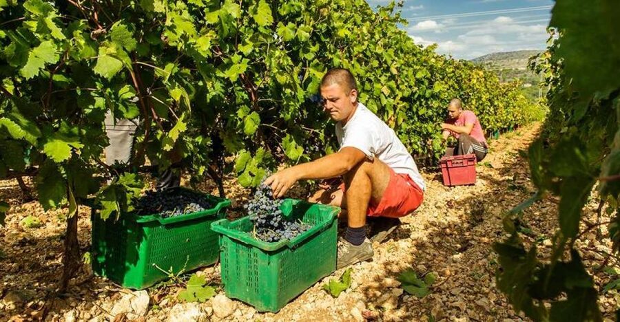 Split or Trogir: Krka Waterfalls & Wine and Food tasting - Ranch Rak near Šibenik, where Croatian wine meets homemade food