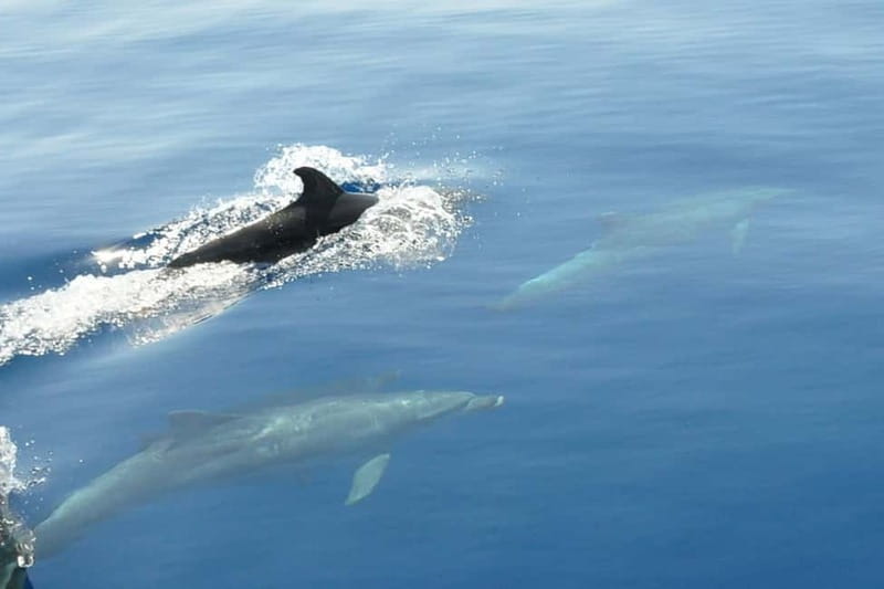 Split: Private Blue Lagoon 3 islands with speed boat - Key highlights you’ll feel from the first hour