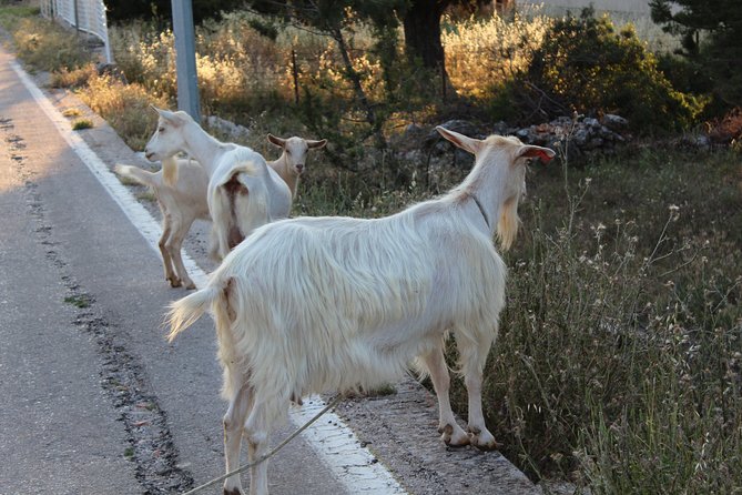The Best of Hvar Small Group with Wine Tasting and Local meal - Wine Tasting at Tomić or Carić: What You Should Expect
